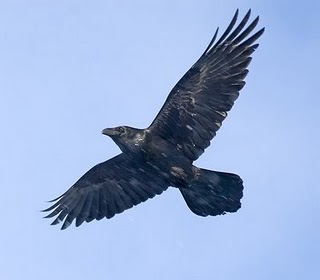 Raven-soaring