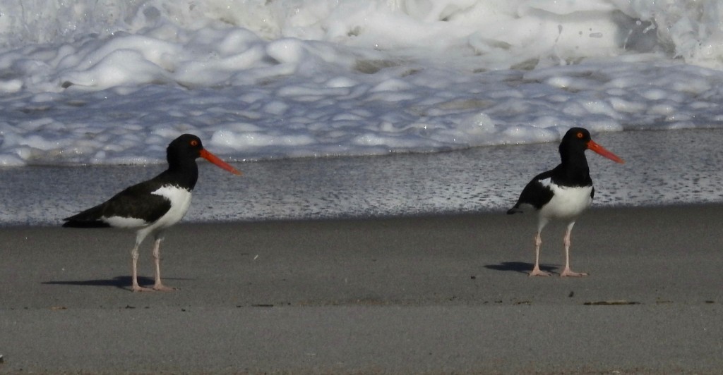 My first photo of Oyster Catcher