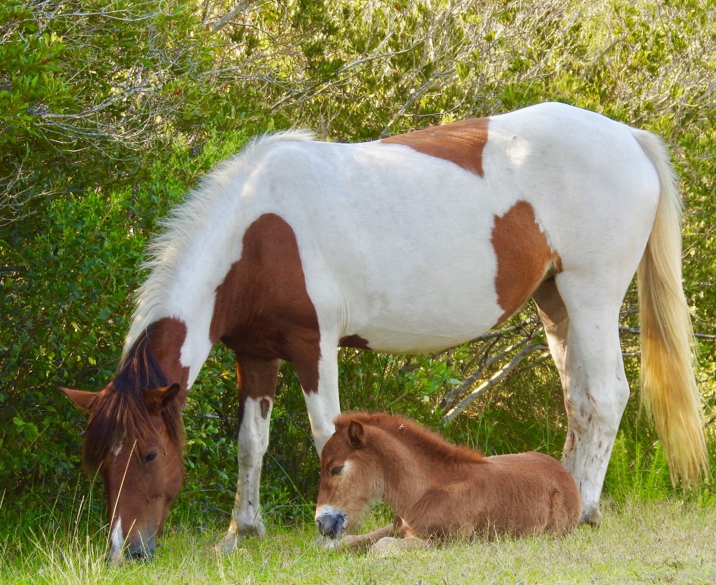Johnny's Star and foal