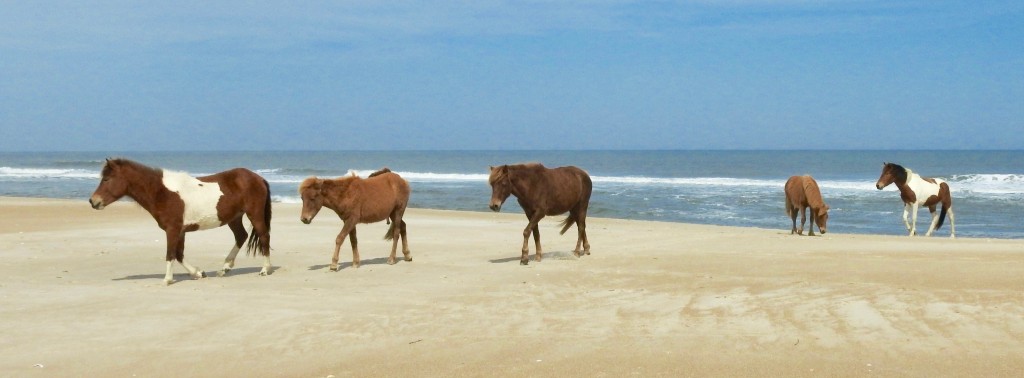 Assateague 2017