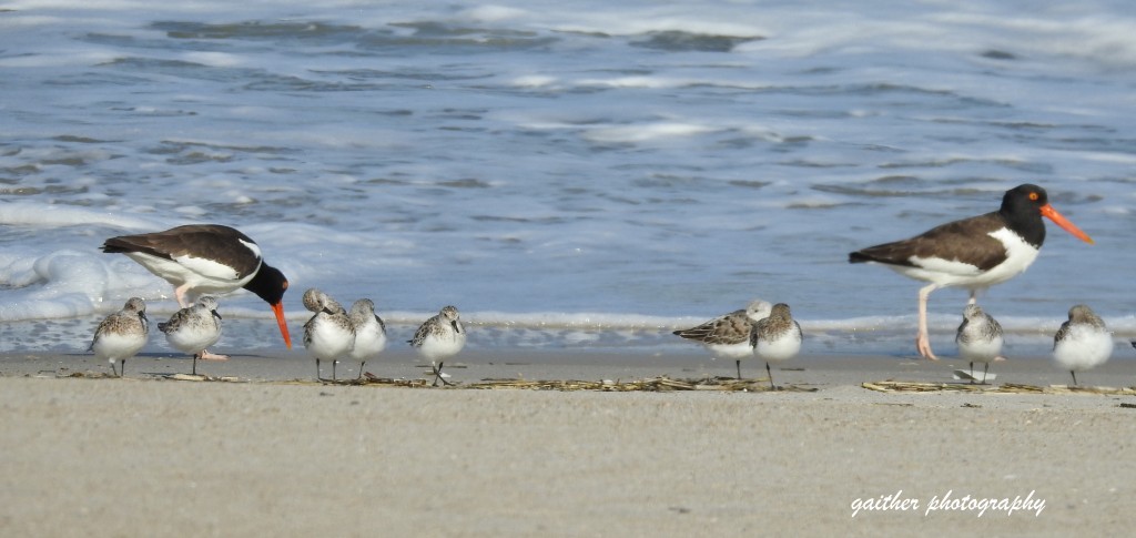 Sanderlings and oyster catchers