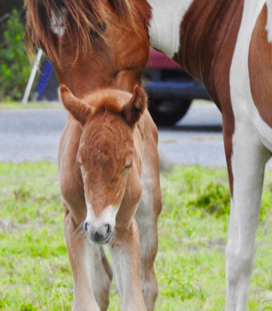 Loving mother - Johnny's Star foal