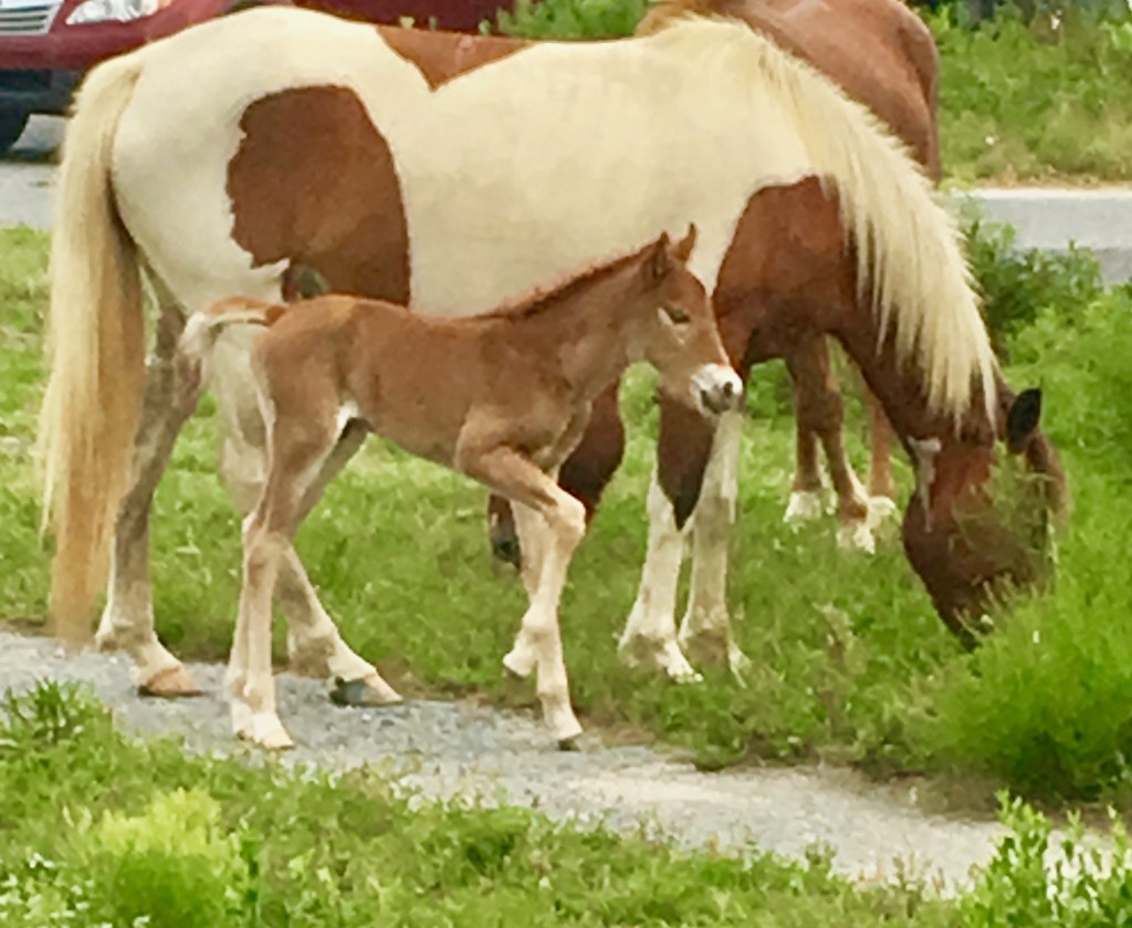 Johnny's Star Foal